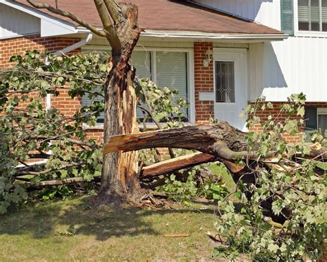 Fallen Tree Property Damage And Whos Responsible Reliable Tree Care