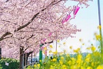 日本自由行：春天的极致浪漫——东京赏樱最强攻略！（建议收藏） | All About Japan