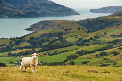 Natural New Zealand New Zealand Touring Swain Destinations