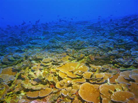 Investigating Mesophotic Coral Reefs In Hawaii Nccos Coastal Science