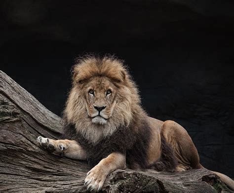 Lion Illustration Lion Males King Predator Mammal Animal Wildlife