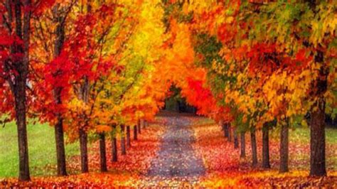 Leaves On Path Between Colorful Autumn Trees Hd Nature