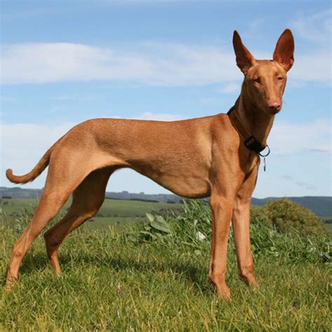 Pharaoh Hound Breed Guide Learn About The Pharaoh Hound