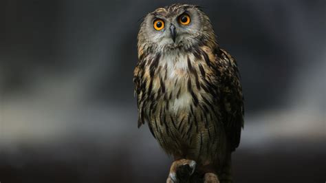 Animal Owl Hd Wallpaper