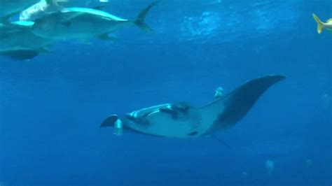 Manta Rays And Whale Sharks Youtube