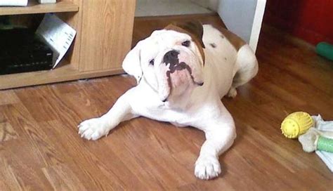 Many english bulldogs do not have tail pockets at all, but it is more common to have one than to not have one. The Victorian Bulldog and Its Importance - The Dodo