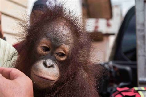 Iar Indonesia Dan Bksda Selamatkan Dua Orangutan Yayasan Iar Indonesia