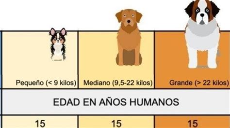 Cuál Es La Equivalencia Entre La Edad De Un Perro Y La Edad Humana El