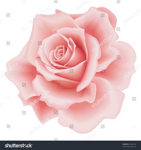 Hoontoidly Simple Pink Rose Drawing Images