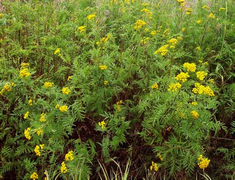 Common Tansy Identification And Management — Techline