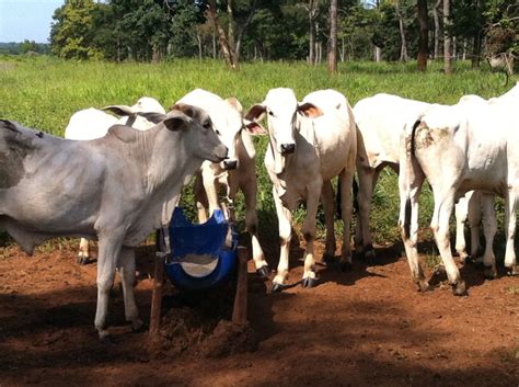 Tipos de sal bovino qual o melhor para o gado Conteúdo e Notícias