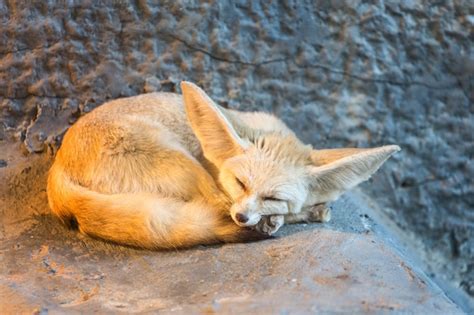 Yay Sleepy Fennec Foxxo Ryayfoxxo