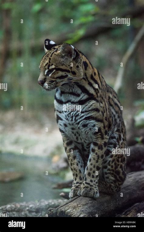 Ocelot Or Little Leopard Posing Sitting On A Branch Vertical Nature