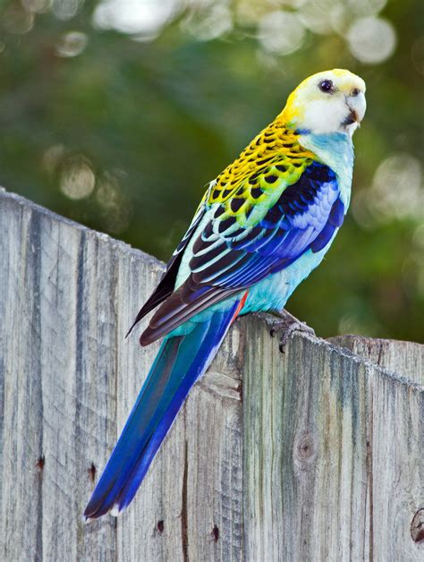 Pale Headed Rosella Platycercus Adscitus