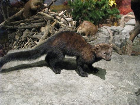 Fisher Cat Free Stock Photo Public Domain Pictures