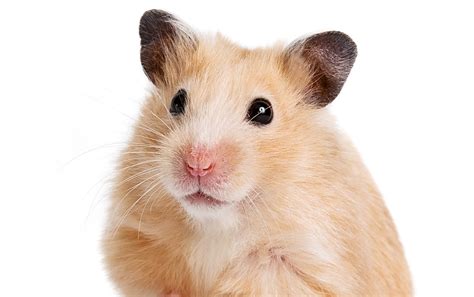 Play 6170 most fun harry the hamster 4 games. Hamster sírioGuia 4 Patas