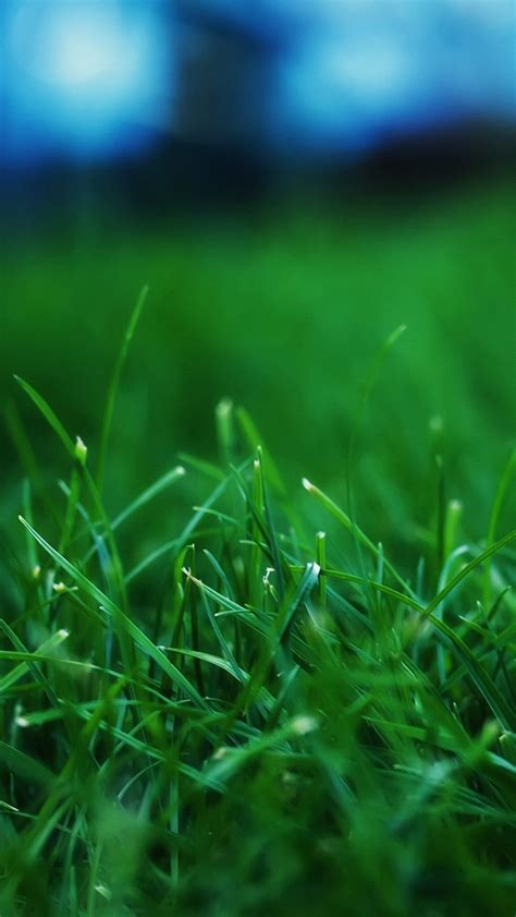 Grass Closeups Iphone Wallpapers Free Download