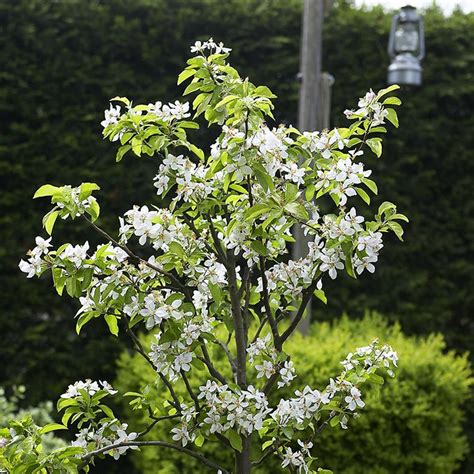 Stella Cherry Tree For Sale The Tree Center