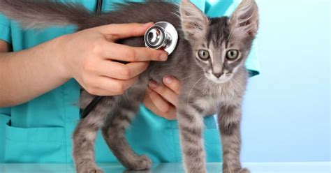 Pet Care Articles Cat Symptom Checker Petpremium