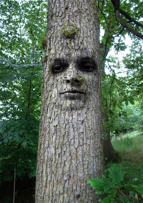Tree Man Face · Free Photo On Pixabay
