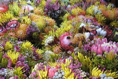 Fynbos Botany Cape Floral Kingdom World Heritage Site Percy Tours
