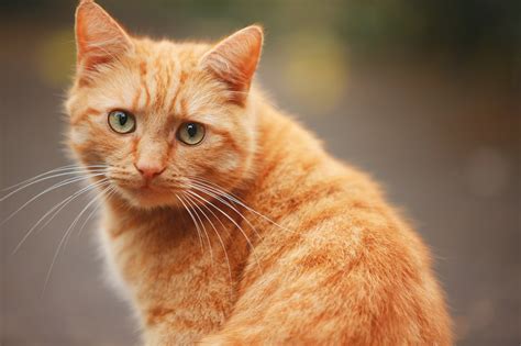 17 Datos Curiosos Que No Conocías Sobre Los Gatos