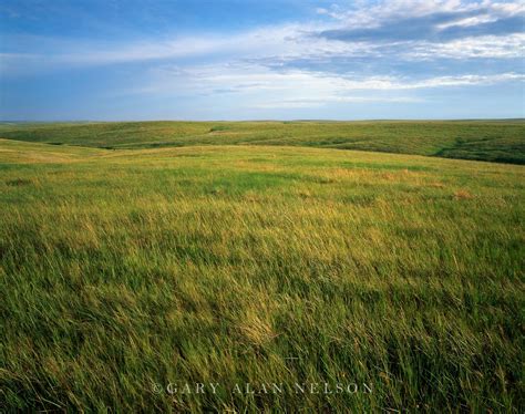 Prairie Grasses To The Horizon Photo Fort Pierre Prairie Grass