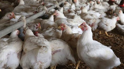 A case of bird flu has been confirmed at a farm in england. Fears over bird flu in China after 9 deaths this year ...