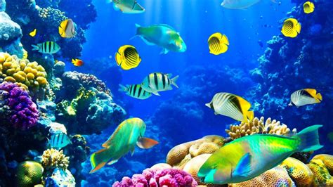 Living Marine Aquarium 2 Animated Wallpaper Wallpapers