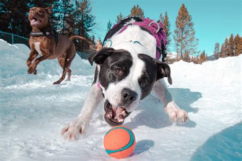Training your dog to play fetch is easy if you have a little patience and can follow these four steps. How to Teach Your Dog Fetch in 3 Simple Steps | Pawprides