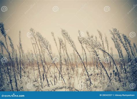Winter Meadow Plants Stock Image Image Of Apples Herbs 28242227