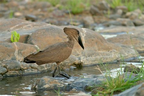 African Waterbirds Nature And Wildlife Photography