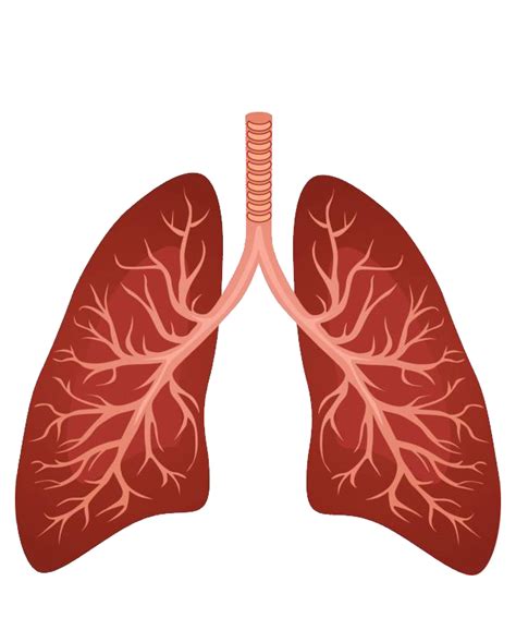 Lung Clipart Best Png Transparent Background Free Download 25427