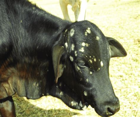An 8 Month Old Friesian Bunaji Crossbred Calf Showing Ringworm
