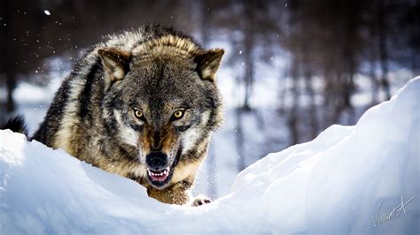 Angry Wolf Beautiful Photography Fribly