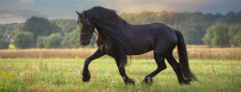 Maybe you would like to learn more about one of these? Veulen Paarden Kleurplaat Fries / FRIESE PAARDEN : Gratis ...
