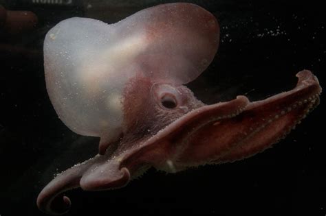 Antarctic Octopuses Discovered With Sub Zero Venom Wired