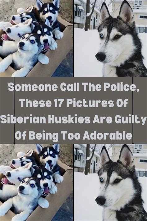 Someone Call The Police These 17 Pictures Of Siberian Huskies Are
