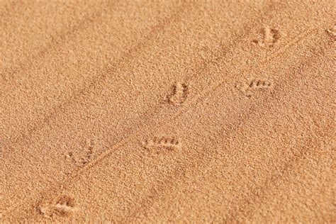 Lizard Lacertilia Track In Sand In The Sahara Desert Of Morocco