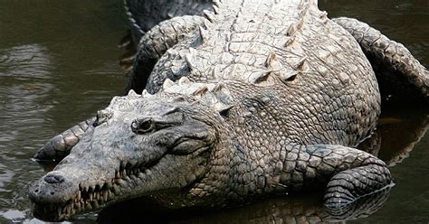 Ternyata, makna mimpinya gak selalu seram kan? 20 Arti Mimpi Melihat Buaya, Dikejar dan Digigit Menurut ...