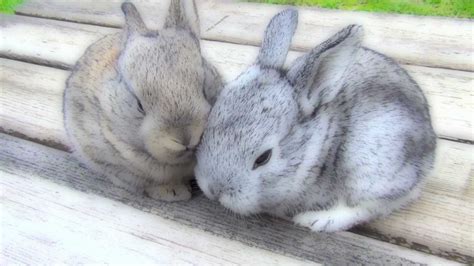 Very Cutest Baby Bunnies Funny Pets Sitting On The Bench Outside Youtube