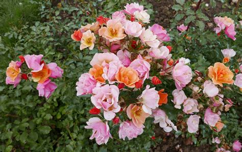 Róże Okrywowe Uprawa Pielęgnacja Odmiany Ogarnij Ogród