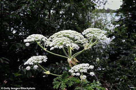 Would You Recognise Britains Most Dangerous Plant How To Spot Giant