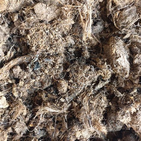 Sphagnum Peat Moss (500 ml) - Sunnyplants.com