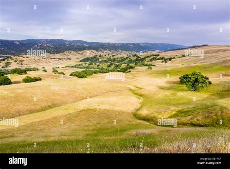 Rolling Hills Golden Grass Oak Hi Res Stock Photography And Images Alamy