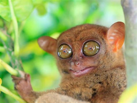 10 Terrific Facts About Tarsiers