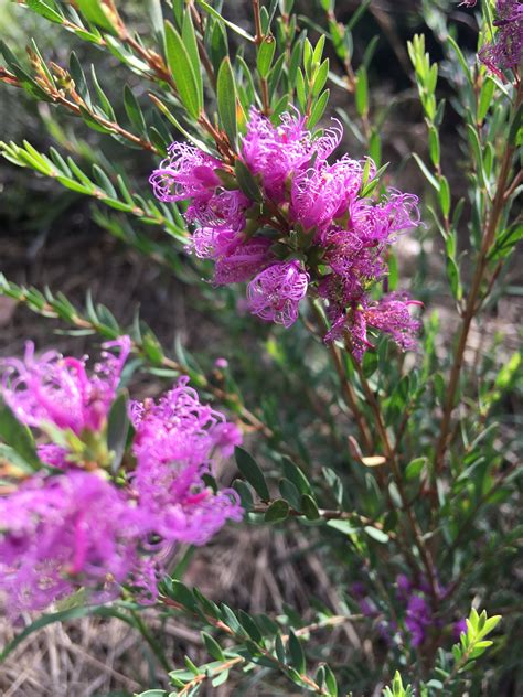 So Beautiful 😍 Melaleuca Thymifolia Melaleuca Plant Sale Native