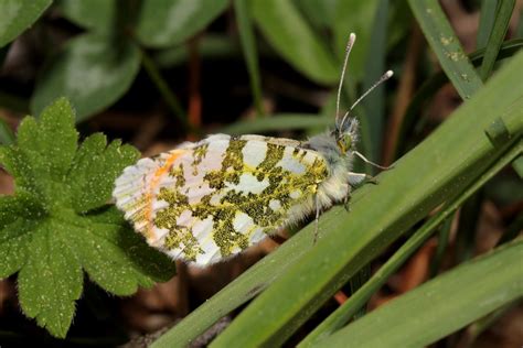 Schmetterling Butterfly Papillon Falter Männlicher Flickr