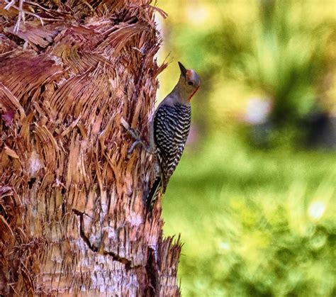 Red Bellied Woodpecker Port St Lucie Florida | BirdForum
