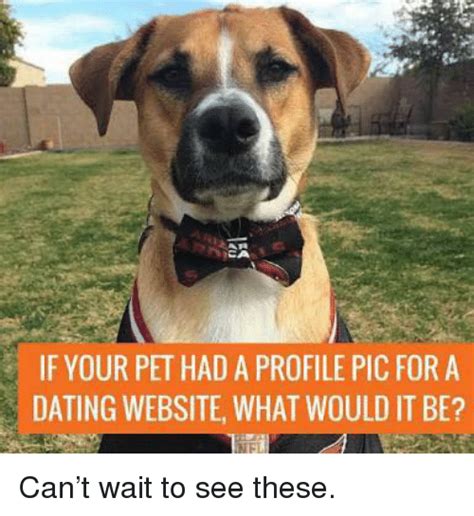 Ca If Your Pet Had A Profile Pic For A Dating Website What Would It Be